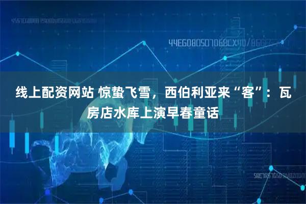 线上配资网站 惊蛰飞雪，西伯利亚来“客”：瓦房店水库上演早春童话